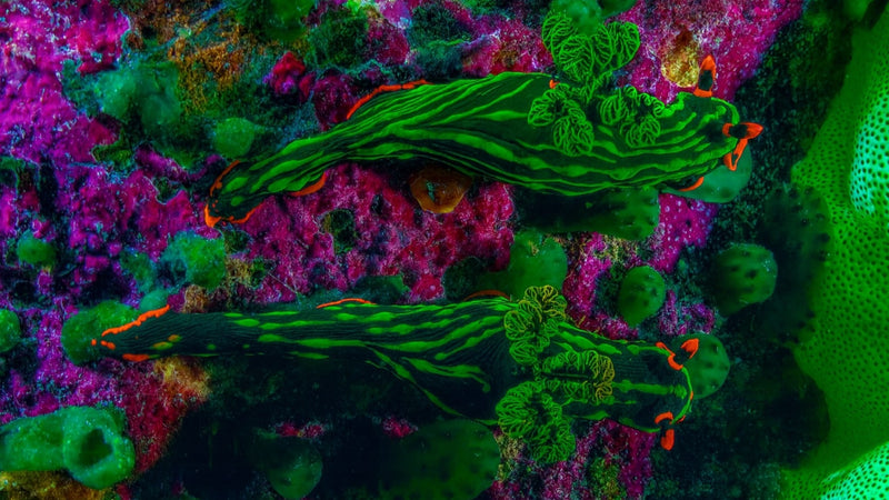 Creator Pack - 25 single clips of Nudibranch 4K