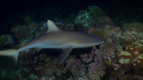 Creator Pack - 25 single clips of Reef Sharks 4K