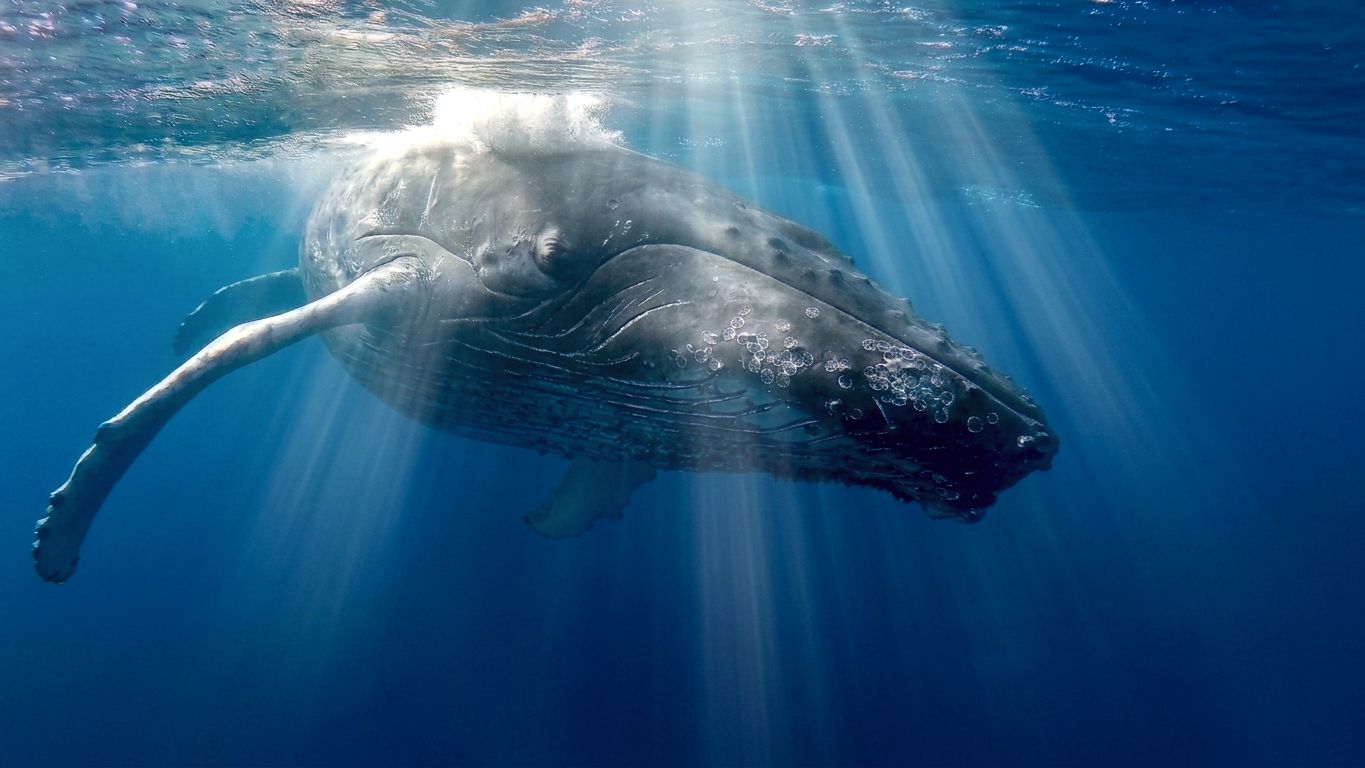 Into The Blue Ocean