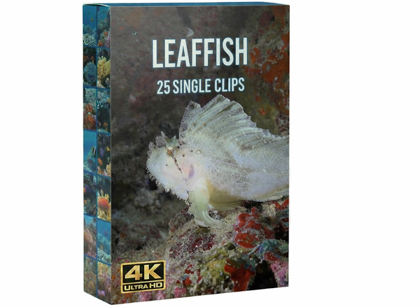 Creator Pack - 25 single clips of Leaf Fish (4K UHD)