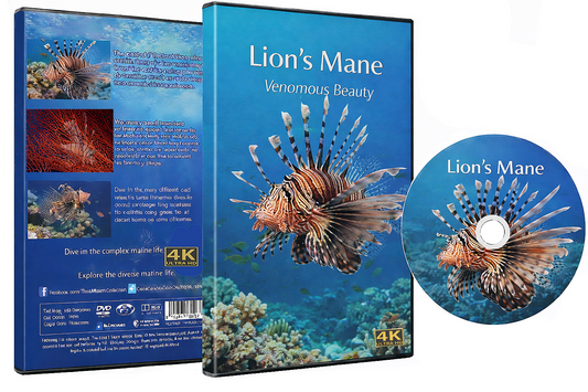 Lion's Mane - Venomous Beauty