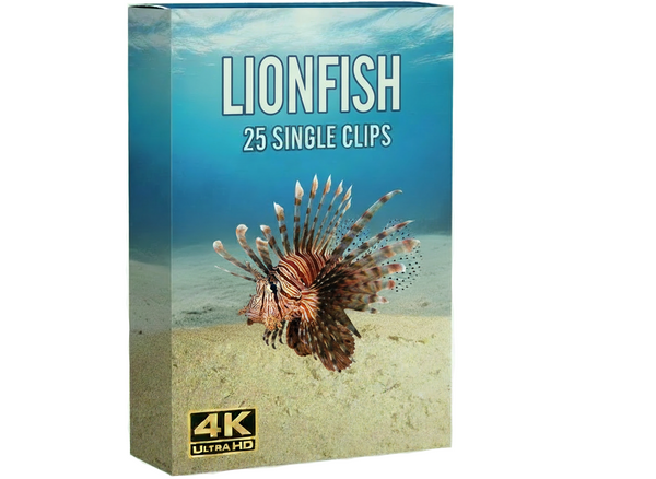 Lionfish underwater commercial clips