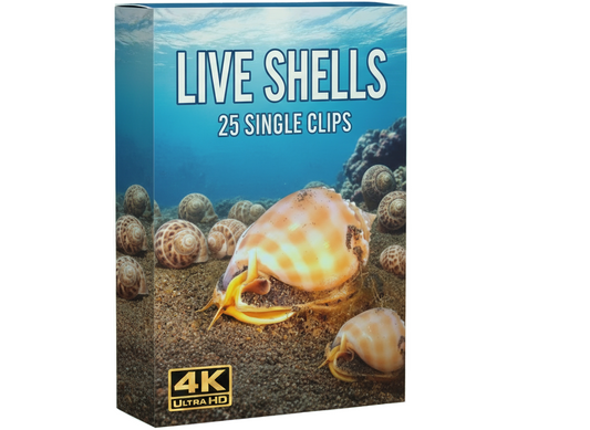 Creator Pack - 25 single clips of Live Shells (4K UHD)