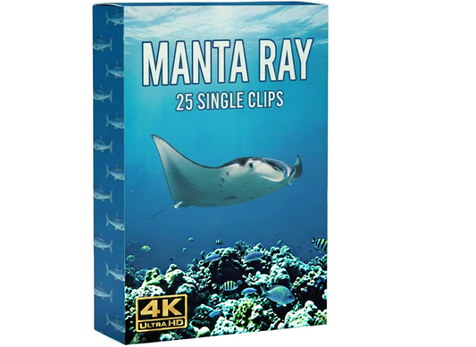Creator Pack - 25 single clips of Manta Rays (4K UHD)
