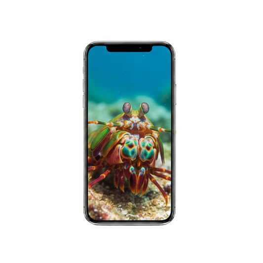 Vertical Creator Pack - 10 single clips of Mantis shrimp (4K UHD)