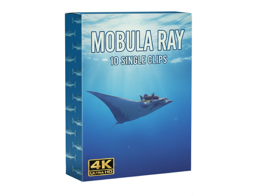 Creator Pack - 10 single clips of Mobula Ray (4K UHD)