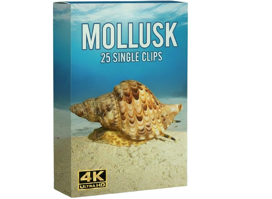 Creator Pack - 25 single clips of Mollusk (4K UHD)