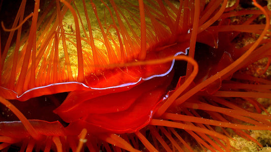 UNDERWATER TV - Mollusks - Guardians Of The Seafloor