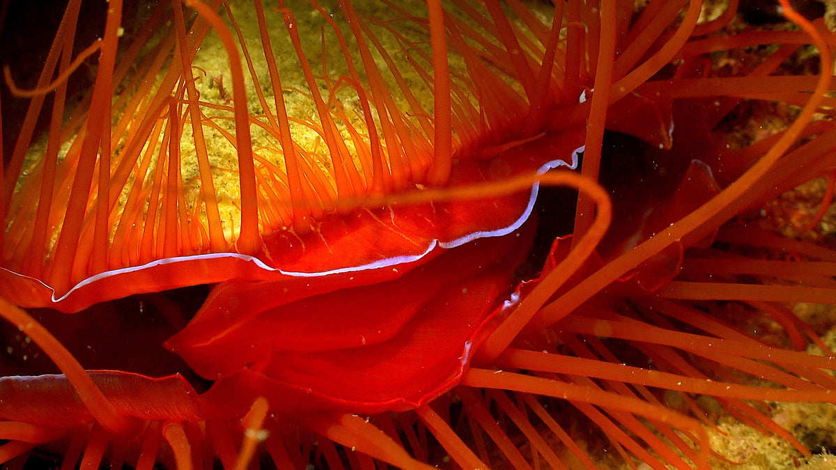 Mollusks - Guardians Of The Seafloor