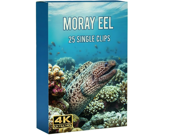 Creator Pack - 25 single clips of Moray Eel (4K UHD)
