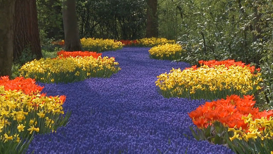 NATURE MUSIC TV - Four Seasons with Piano Music of Denise Young