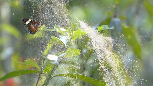 NATURE MUSIC TV - Garden of Eden The Movie with Piano Music