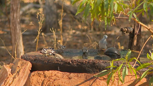 NATURE MUSIC TV - Tropical Birds Bath with Piano Music