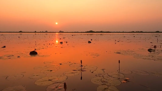 NATURE SOUND - 1 Hour Sound of Crickets and Water Sounds from Tropical Lakes in Thailand at Night