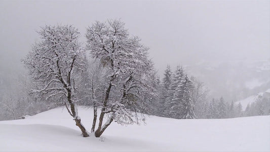 NATURE SOUNDS TV - Alpine Winter Movie with Winter Sounds