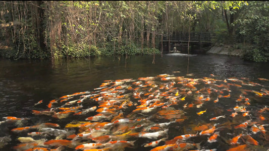 ANIMAL TV - 4K Koi Pond - Relaxing Koi Fish Pond with Water Sounds