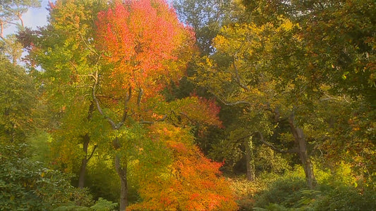 NATURE SOUND  - Four Seasons - Fall with Nature Sounds