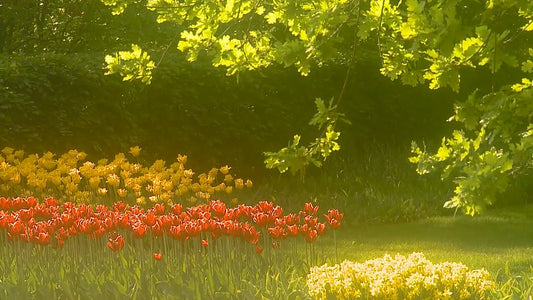 NATURE SOUND - Four Seasons - Spring with Nature Sounds
