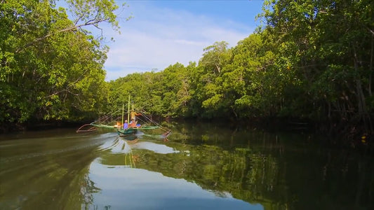 NATURE SOUND - Jungle River Journey in the Mangroves of Palawan, Philippines