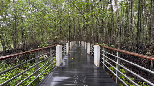 NATURE SOUND - Rain in the Mangrove