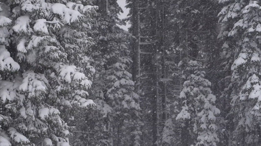 NATURE SOUND - Snowfall in the Forest