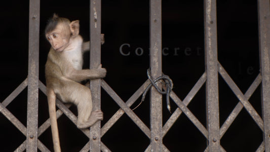 ANIMAL TV - Urban Jungle with Natural Sounds