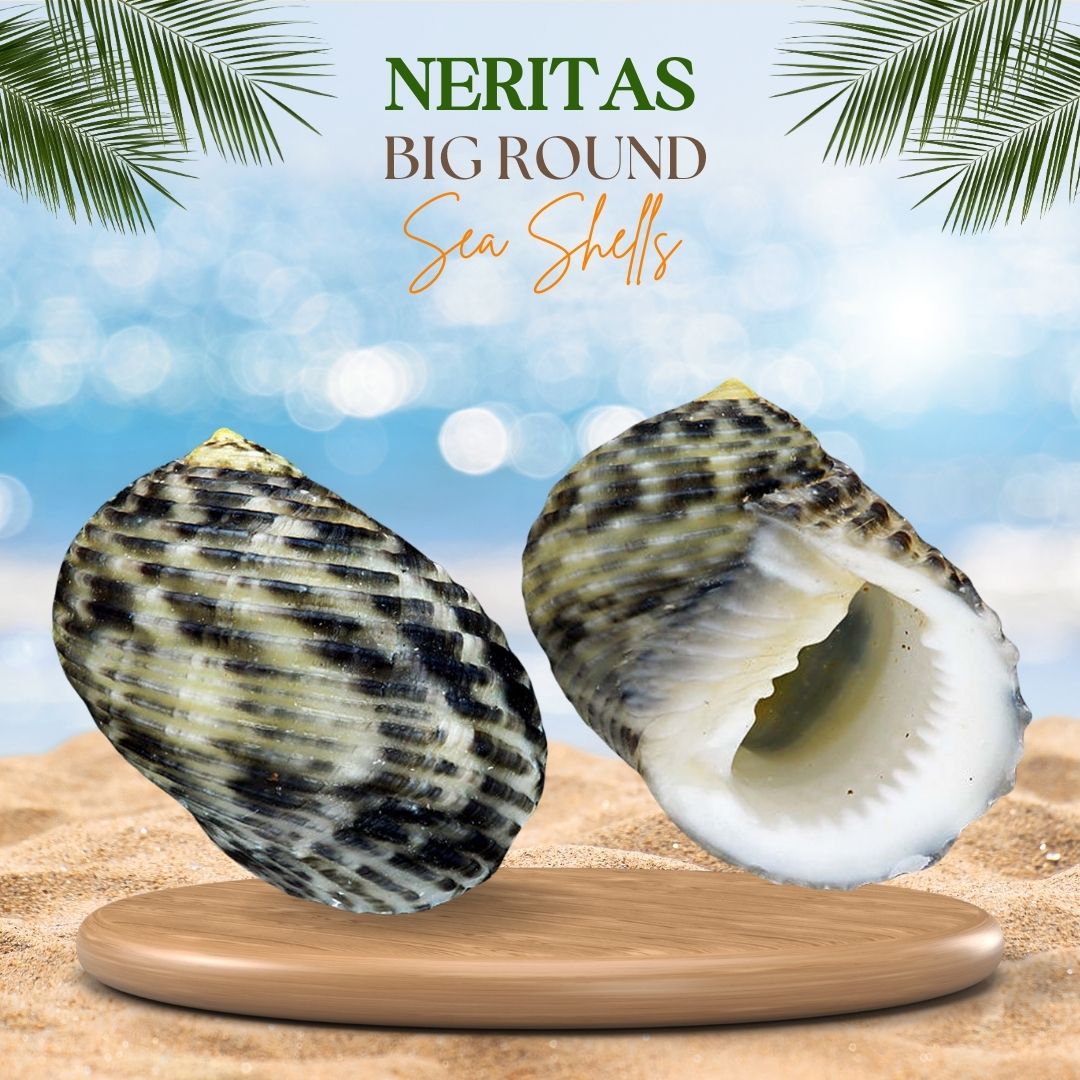 Neritas | Waved Nerite | Big Round Sea Shells