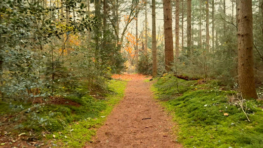 Nature Run – Falling Autumn Leaves, Netherlands