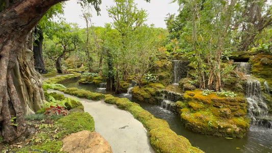 Nature Walk - Changthong Heritage Park – Home of Rare and Ancient Trees