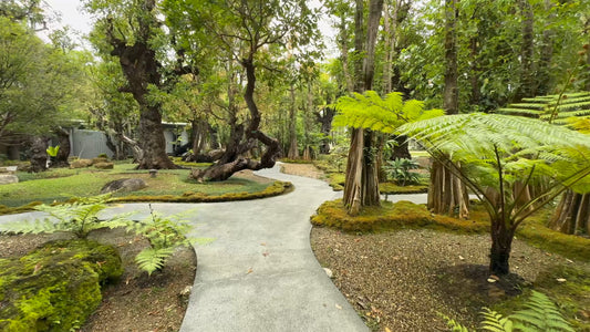 Nature Walk - Changthong Heritage Park – Home of Rare and Ancient Trees