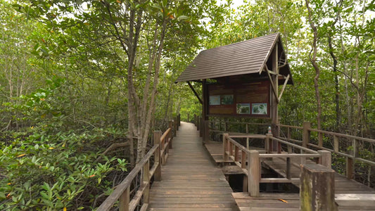 Nature Walk – Mangrove Forest, Thailand