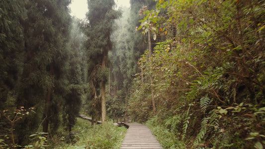 Virtual Walk - Zhongba Forest - China