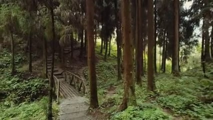 Nature Walk - Zhongba Forest - China
