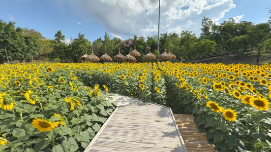 Nature Walk Sunflowers with Local Birds and Crickets Sounds