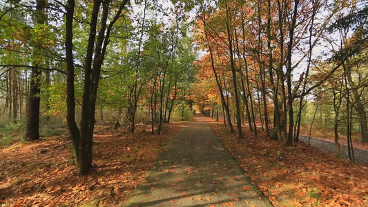 Nature Walk – Forest Trail with Bird Sounds