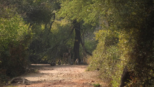 Nature Walk – Tropical Bird Safari with Birds