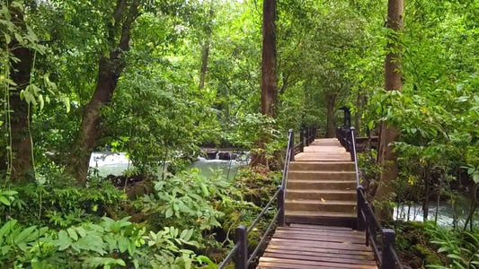 Nature Walk – Tropical Waterfalls, Mangroves, and Beaches, Thailand