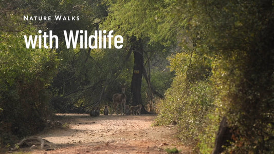 Nature Walk – Wildlife and Bird Watching, Algarve, Portugal