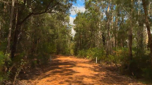 Nature Walks Video - In the Forest