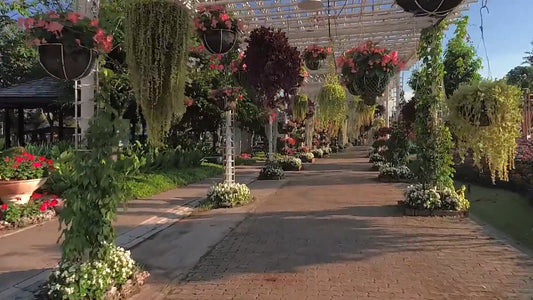 Virtual Walk - Temple Tropical Gardens
