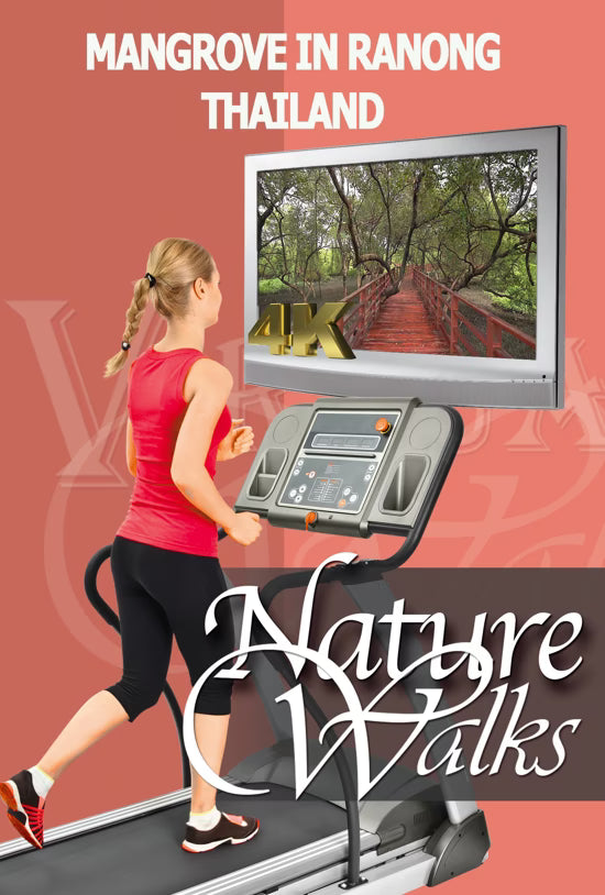 Nature Walk - Mangrove in Ranong - Thailand