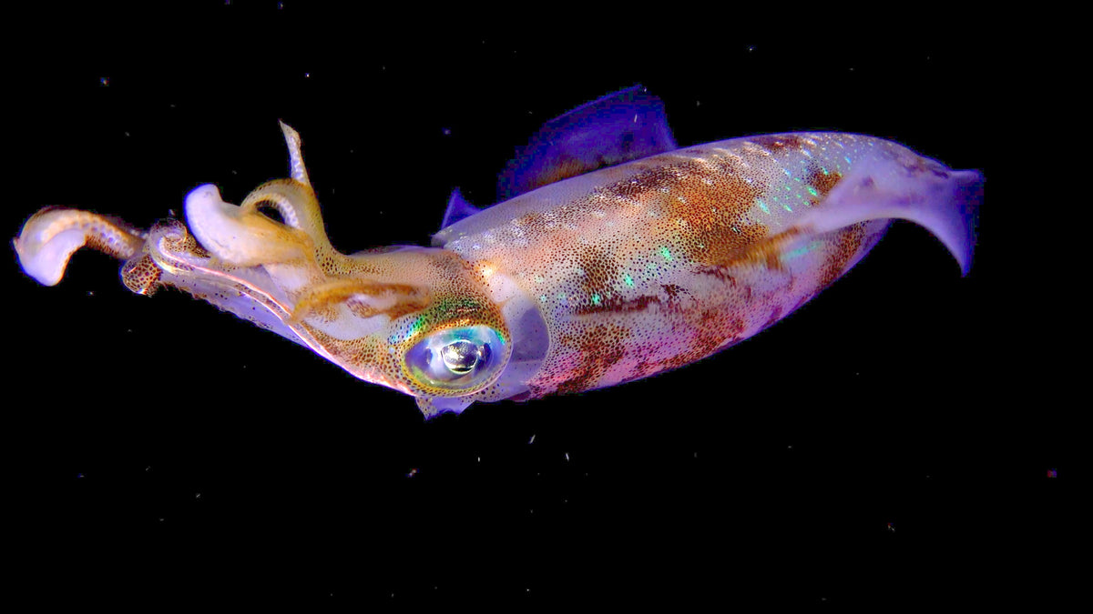 Neon Nights - The Glowing World of Underwater Creatures