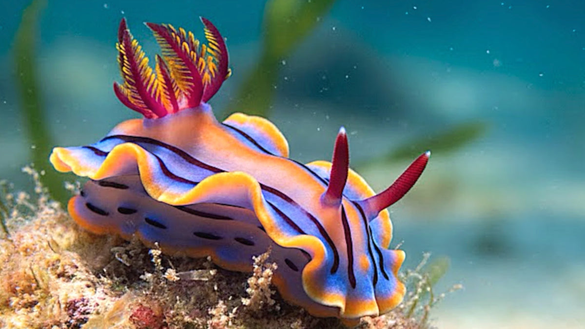 Nudibranchs - Jewels Of The Ocean