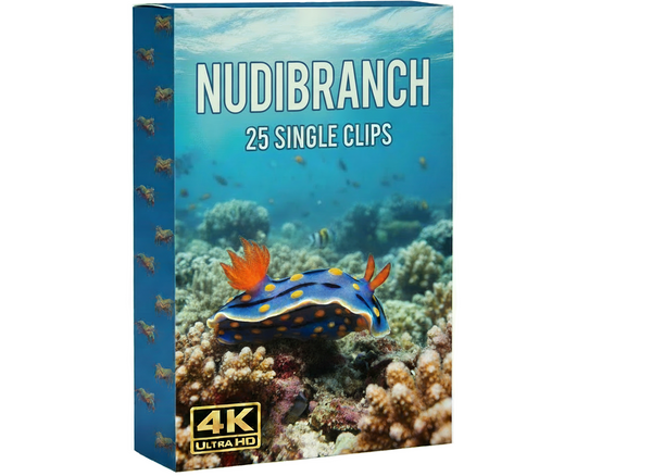 Nudibranch underwater commercial clips