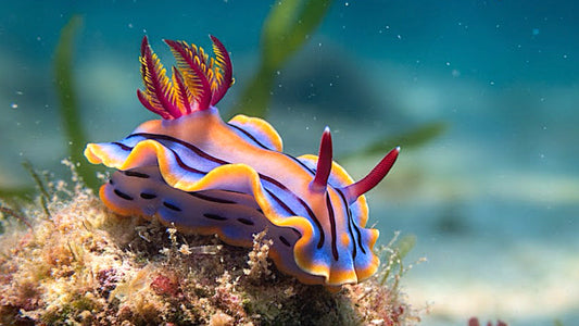 UNDERWATER TV - Nudibranchs - Jewels Of The Ocean