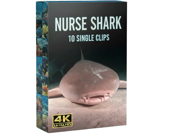 Creator Pack - 10 single clips of Nurse shark (4K UHD)