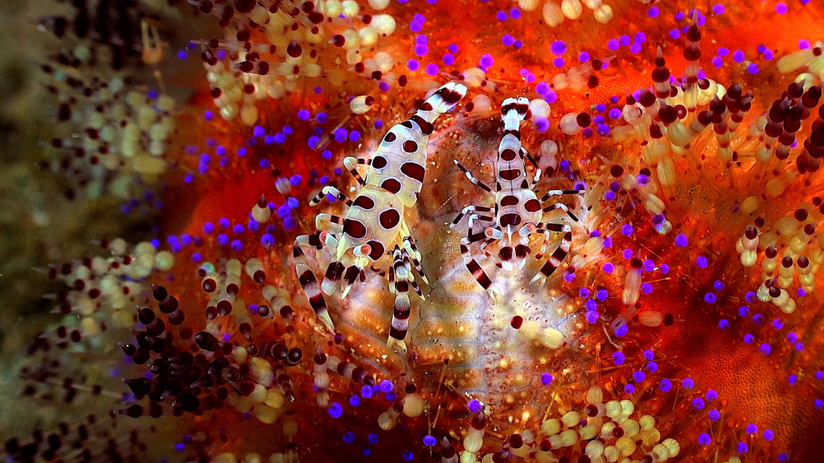 Ocean Colors - Colorful Marine Life in Natural Habitats
