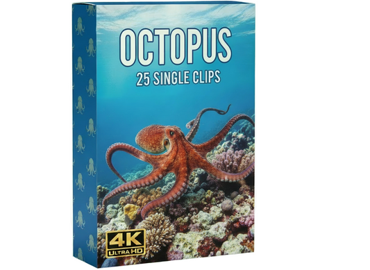Creator Pack - 25 single clips of Octopus (4K UHD)