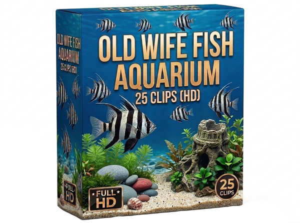 Creator Pack -25 single clips of Old Wife Fish Aquarium (HD)