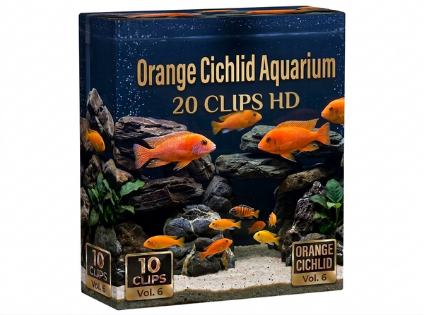 Creator Pack - 20 single clips of Orange Cichlid Aquarium HD